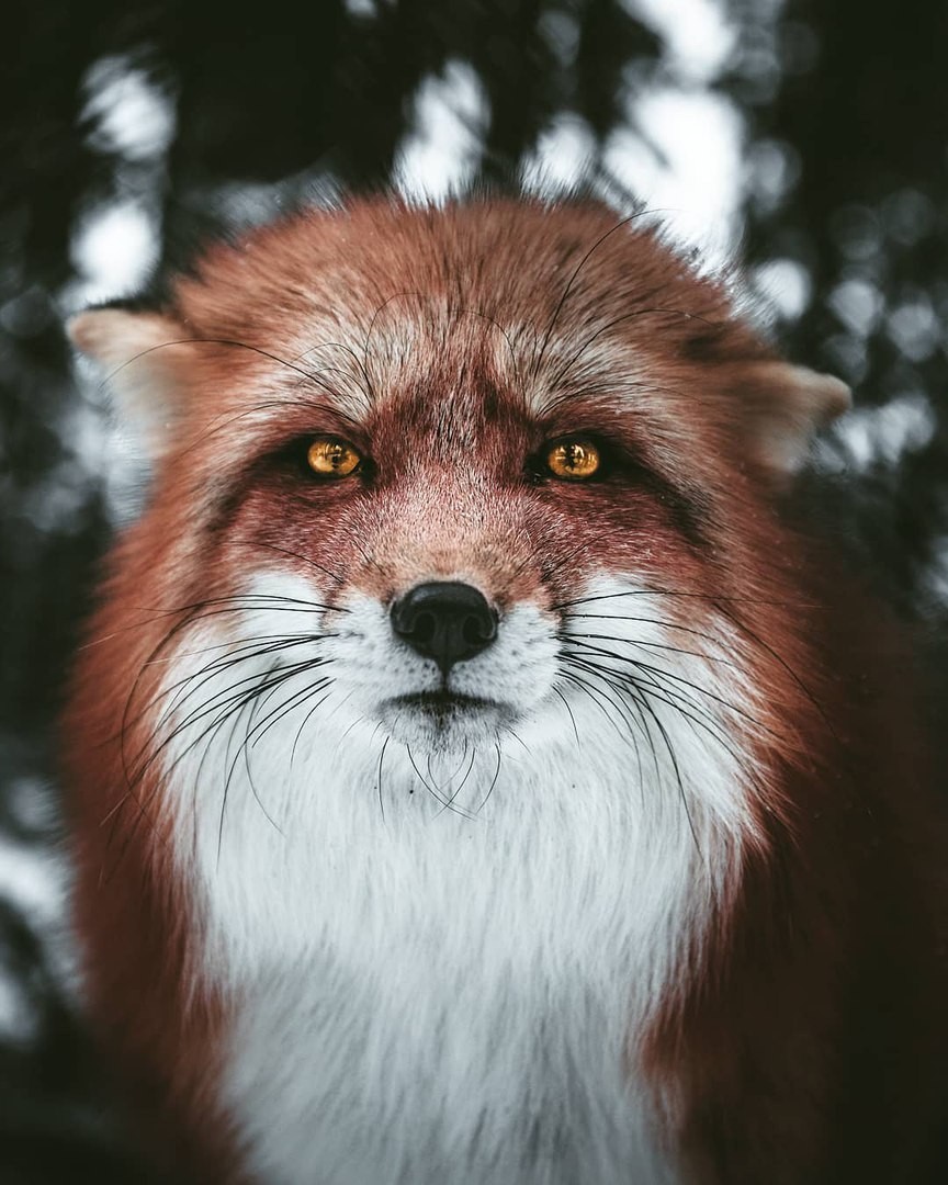 SlyFox
